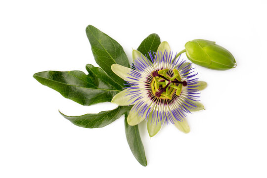 Passiflora Incarnata" Images – Browse 1,563 Stock Photos, Vectors, and Video | Adobe Stock