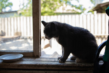 silhouette of a cat against a window. hungry cat and empty bowl on a window sill.