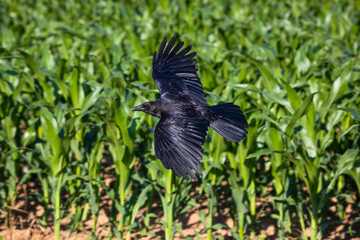 crow soars above corn field
