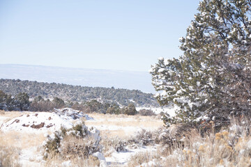 snow covered trees