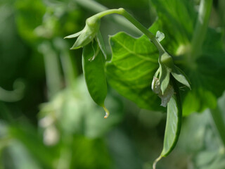Field peas in a field in Northeim in Lower Saxony in Germany