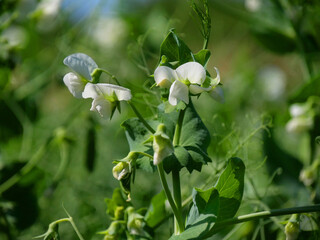 Field peas in a field in Northeim in Lower Saxony in Germany