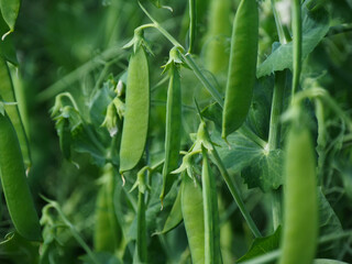 Field peas in a field in Northeim in Lower Saxony in Germany