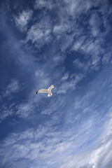 Fototapeta premium Herring gull flies high in blue summer sky