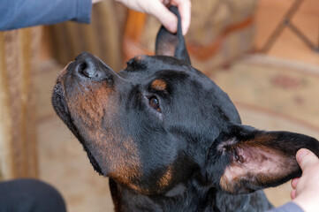 A man spoiling his big black dog. The owner pulls an adult male Rottweiler by the ears.