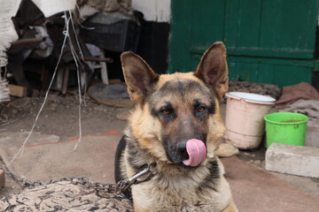 A young dog teases the photographer before a successful shot