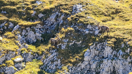 Group of mountain goats on an alpine meadow in the Hochschwab region in Styria, Austria. Alps in Europe. Wildlife and wilderness. Natural habitat of wild animals. Valley, soft hills. Concept freedom