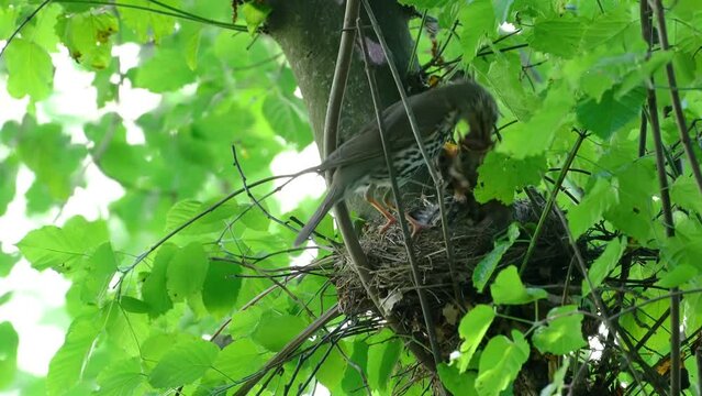 Mistle Thrush feeds chickens in nest (Turdus viscivorus) - (4K)