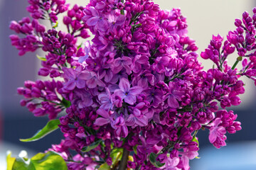 Fototapeta premium Beautiful blooming lilac bush branches with bright purple flowers and green leaves. Spring nature.