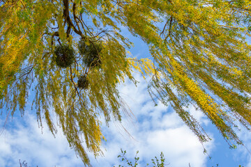 Beautiful blooming branches of willow tree with blue sky on background. Spring nature.