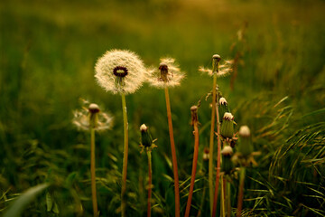 Obraz na płótnie Canvas A dandelion bush in a meadow. Fluffy aduvanchichi lit by warm evening light. White adandelions on a summer meadow in the evening. Large photo