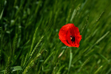One very beautiful field poppy blooms in summer. Red poppy in the middle of a green wheat field...