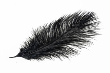 a black ostrich feather on a white isolated background - obrazy, fototapety, plakaty