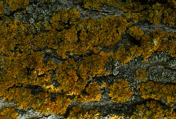 The bark of the tree is covered with yellowish, light brown moss. Background image of moss on the bark of a tree. The tree bark is gray, yellow and brown