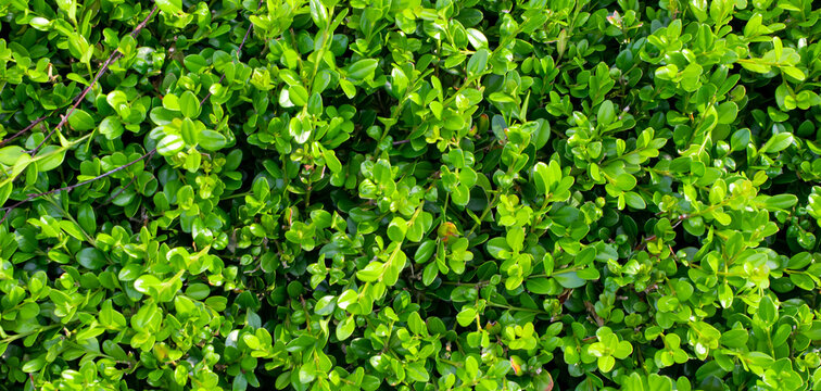 green boxwood twigs with visible details. background or texture