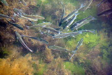 Mullet fish flock