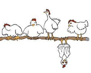 Hennen sitzen Nachts auf der Hühnerstange, eine Henne hängt nach unten wie eine Fledermaus, Illustration, Cartoon mit Hennen, Batchick