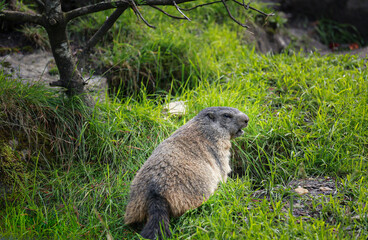Alpine marmot 