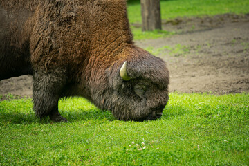 Bison