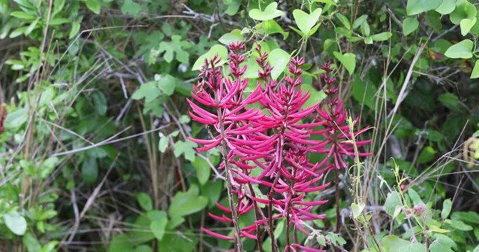 Beautiful red flower Coral Bean Texas. Nature preserve and park south Texas coast. Plants, trees and shrubs decorate the landscape.