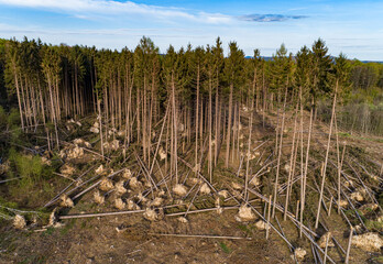 Waldsterben - Trockenheit und der Borkenkäfer setzen dem deutschen Wald sehr zu, Stürme kommen...