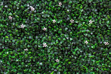 green leaves background