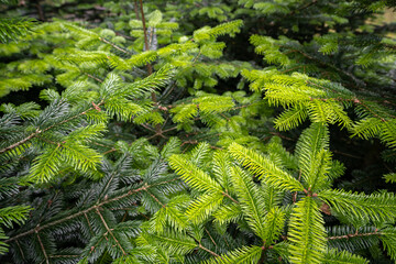 Die Nordmanntanne wird als Weihnachtsbaum sehr geschätzt.