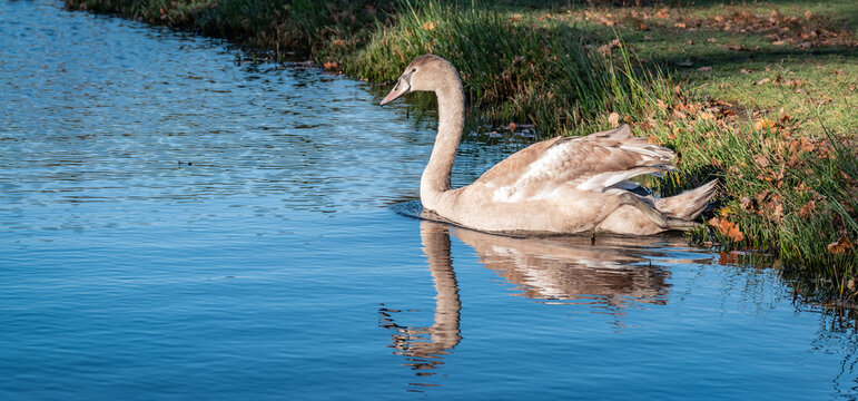 Brown mute swan on the lake, reflecting in the water.