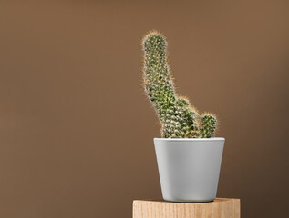A cactus on chocolate brown background in grey pot on wooden podium. Environment friendly summer or spring time minimal design concept with copy space