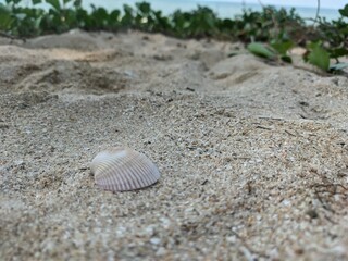 shell on the beach