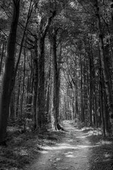Dark forest at dawn - gloomy view, mysterious atmosphere, mysterious beautiful forest at sunrise, mystery, depression, fear and dark climate, a path in the middle