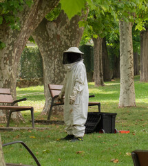 operators removing a swarm of bees from a tree in a public park