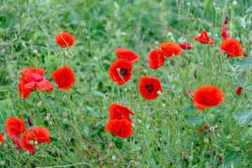 Flowers Red poppies bloom in a wild field. Beautiful red poppies with selective focus.