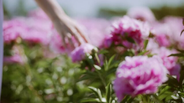 Female hand touches a beautiful pink peony flower bud. In a peony field, a girl walks on enjoying life. Beautiful young palm holds past the camera. The concept of freedom. Summer vacation. 