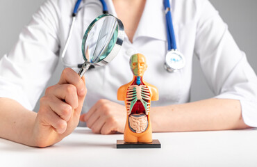studying 3d human model with internal organs. Medical checkup concept. High quality photo