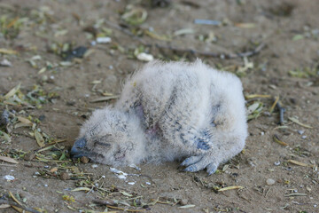 Very young Spotted Eagle Owl chick, Kgalagadi