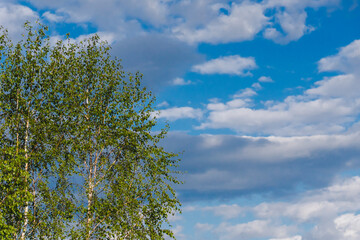 Evening landscape in the light of warm rays. Birch with green leaves against the sky. Tree crown of...