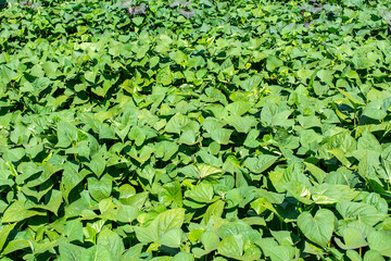 Brazilina beautiful sweet potato plantation