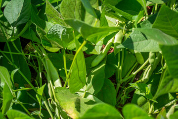 Bean plantation in sunny day