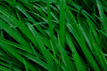 Background, raindrops on green flower stems, wet foliage after rain.