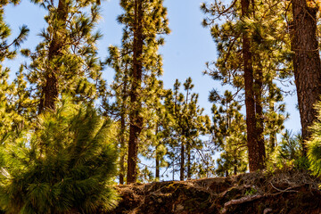 Pinus sp pertenece a la familia pinaceae, isla de Tenerife.