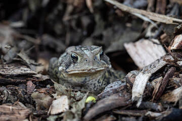 Toad sitting in a pile of wood chips