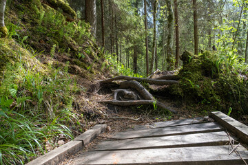 Eco path wooden walkway in park of Latvia. Ecological trail path route walkways laid in the forest. Travel photo, nobody, selective focus