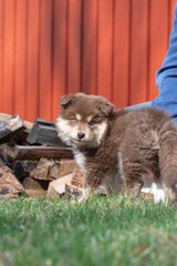 Obraz premium Portrait of a Finnish Lapphund dog and puppy