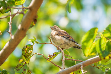 Common Linnet juvenile, Linaria cannabina, sits on tree branch