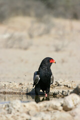 Adult Bateleur Eagle in the Kgalagadi