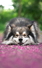 Portrait of a Finnish Lapphund dog outdoors