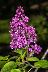 Flowers of Ludwig Spaeth Lilac (Syringa vulgaris 'Andenken an Ludwig Spaethe')
