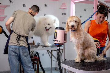Professional groomers giving a treatment to a white poodle and a Siberian Samoyed on grooming tables in a beauty salon for dogs.