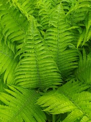 Fern leaves in nature. Beautiful leaf texture. Natural green background of ferns. Plants in the forest. Nature concept background. natural background